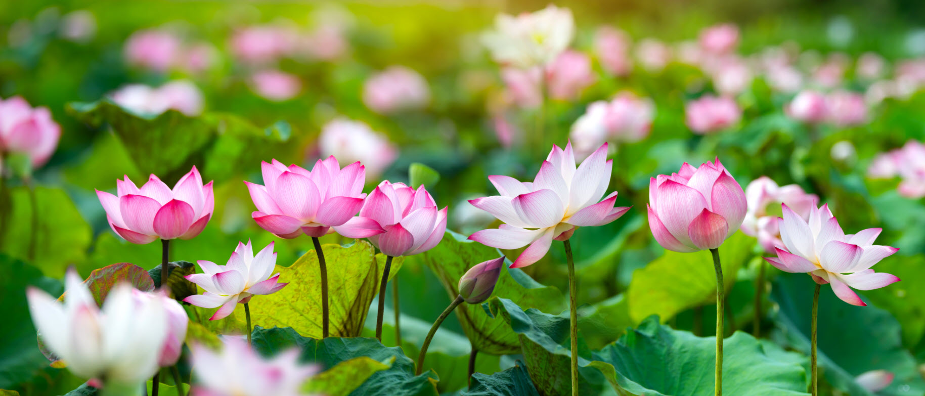 Gioi Thieu Ve Chua Online Pagoda
